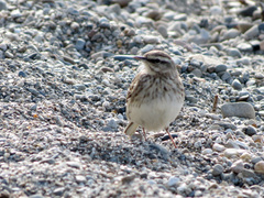 Anthus novaeseelandiae