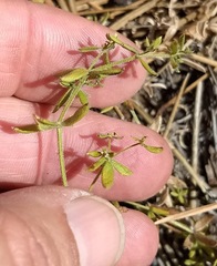 Galium porrigens porrigens