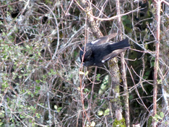 Petroica macrocephala