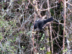 Petroica macrocephala