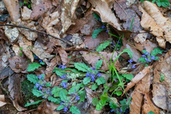 Ajuga decumbens, photograph WATANABE Hitoshi 渡辺仁, CC BY, iNaturalist via GBIF