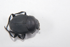 Canthon pilularius