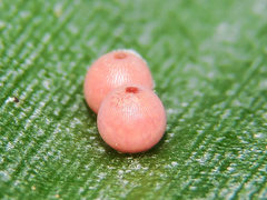 Dynastor darius stygianus