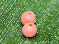 Dynastor darius stygianus