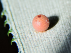 Dynastor darius stygianus