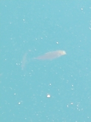 Cymatogaster aggregata