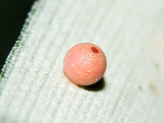 Dynastor darius stygianus