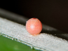 Dynastor darius stygianus