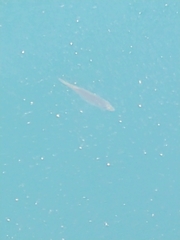 Cymatogaster aggregata