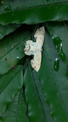 Dysaethria flavistriga