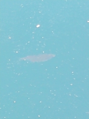 Cymatogaster aggregata