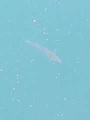 Cymatogaster aggregata