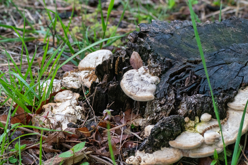 Trametes orientalis · April 2023 · photo: © tbc_watanabe (iNaturalist, cc-by)