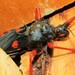 Horrid King Assassin Bug - Photo (c) Tommy Andriollo, some rights reserved (CC BY), uploaded by Tommy Andriollo