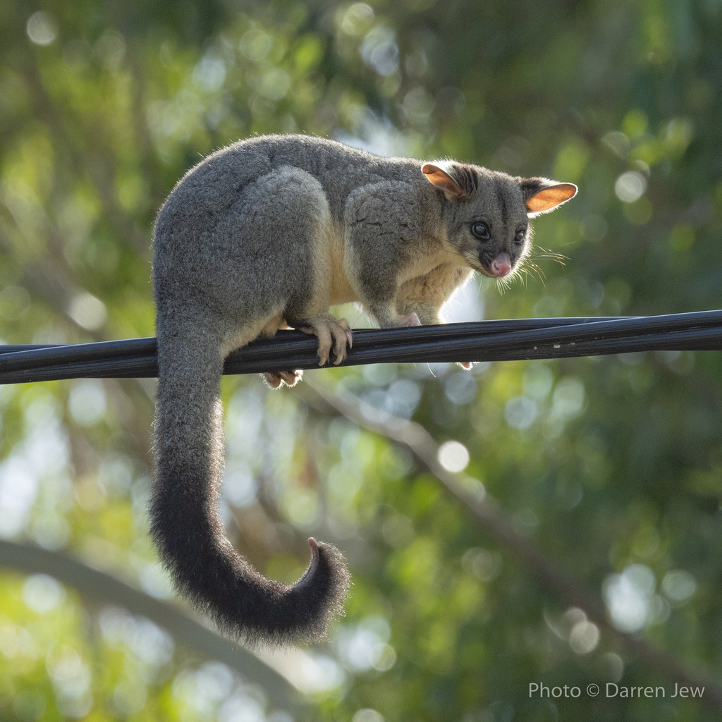 Common Brushtail