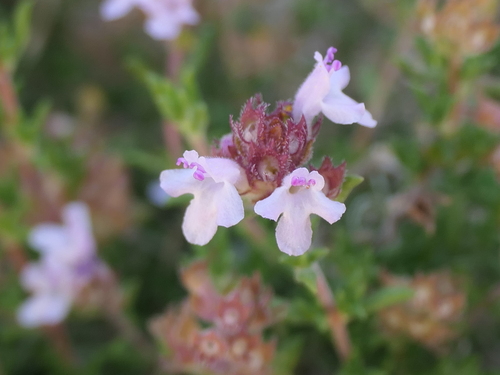Thymus hyemalis, photograph 6