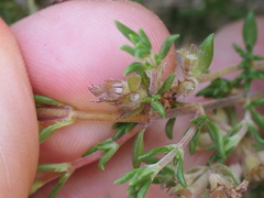 (c) Rafael Medina, some rights reserved (CC BY) Thymus hyemalis, photograph (c) Rafael Medina, some rights reserved (CC BY)