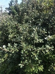 Elaeagnus oldhamii