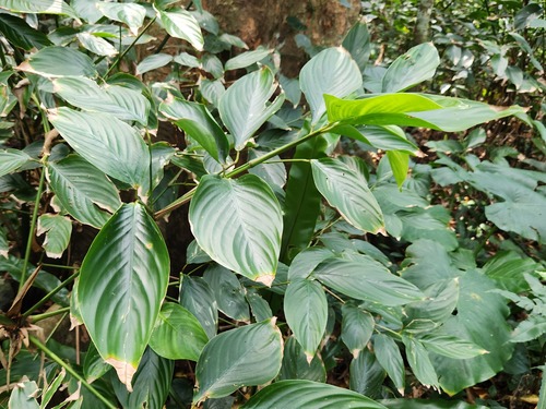 Donax canniformis
