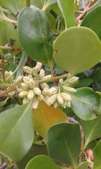 Scyphiphora hydrophylacea