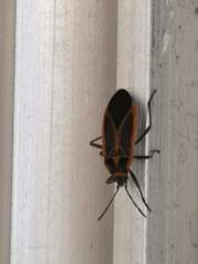 Melacoryphus circumlitus