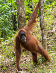 Pongo abelii