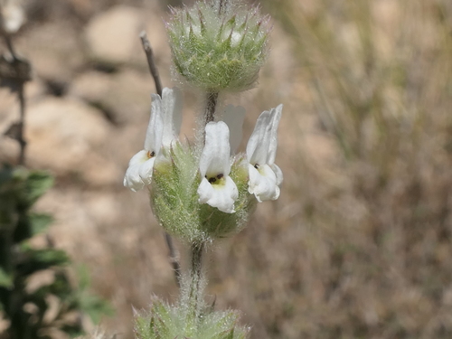 Image of Sideritis hirsuta by (c) Rafael Medina, some rights reserved (CC BY)