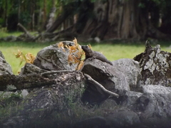 Ctenosaura acanthura