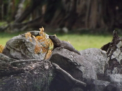 Ctenosaura acanthura