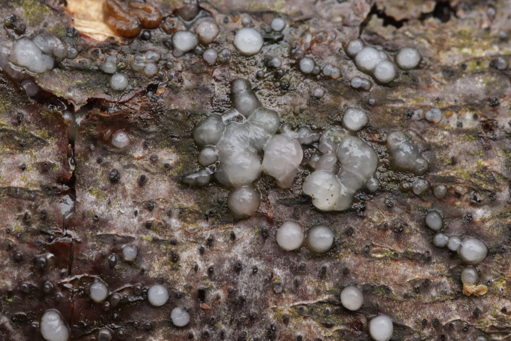 Sirobasidium brefeldianum