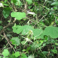 Passiflora filipes