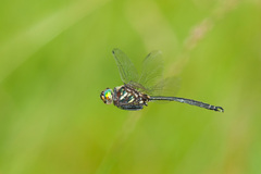 Somatochlora hineana