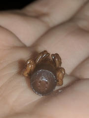 Cyclocosmia