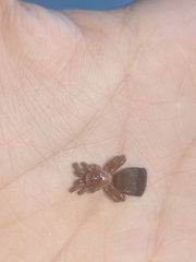 Cyclocosmia