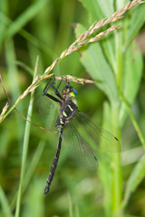 Somatochlora hineana