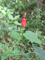 Malvaviscus arboreus drummondii