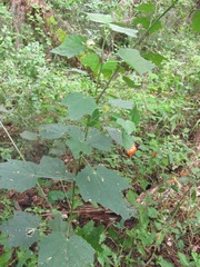 Malvaviscus arboreus drummondii
