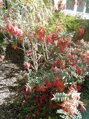 Clianthus