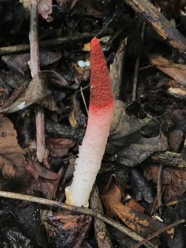 Mutinus argentinus