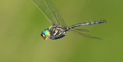 Somatochlora hineana