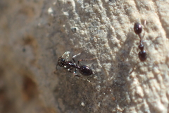 Monomorium ergatogyna