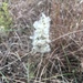 photo of Cylindrical Thimbleweed (Anemone cylindrica)