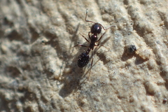 Monomorium ergatogyna