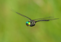 Somatochlora hineana