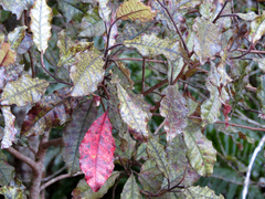 Quintinia