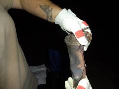 Lasiurus cinereus cinereus