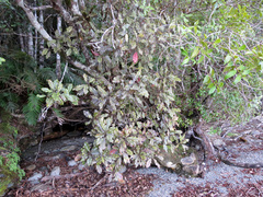 Quintinia