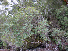 Quintinia