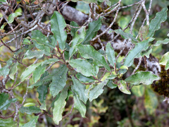 Quintinia