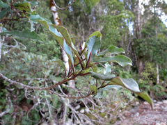 Quintinia